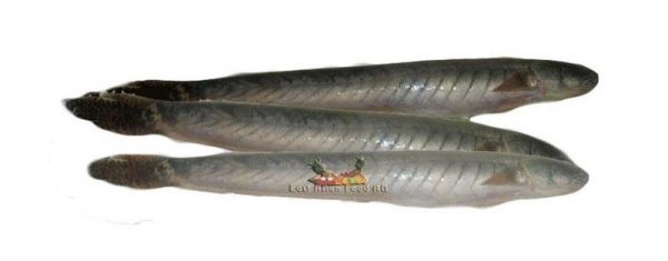 FROZEN KEO FISH (500 GR) VAC