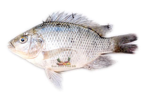 FROZEN TILAPIA FISH 500-800 GR