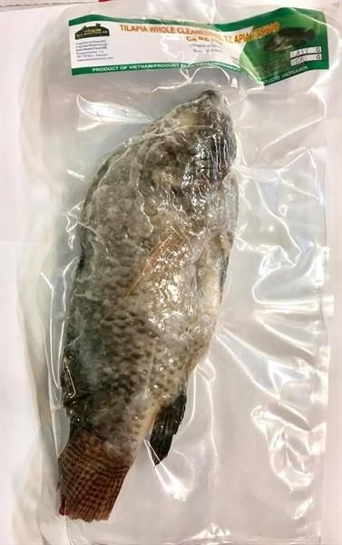 FROZEN TILAPIA FISH 500-800 GR