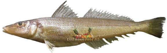 FROZEN SILLAGO FISH 500 GR