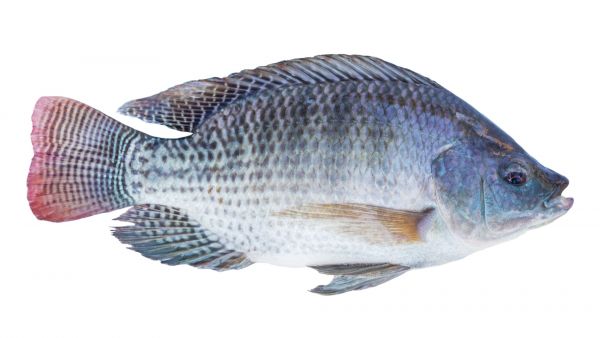 FROZEN TILAPIA FISH 500-800 GR (NETTO 75%) GGS