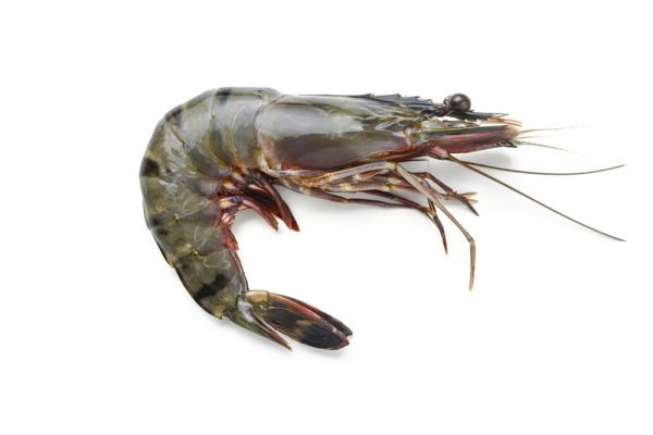 BLACK TIGER SHRIMP 16-20 HLSO BLOCK (80%)