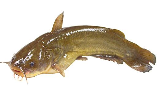 FROZEN YELLOW CAT FISH (CA TRE)