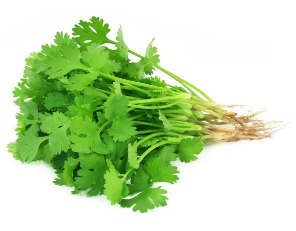 CORIANDER( NGO RI)