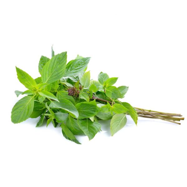 SWEET BASIL (LA HUE)