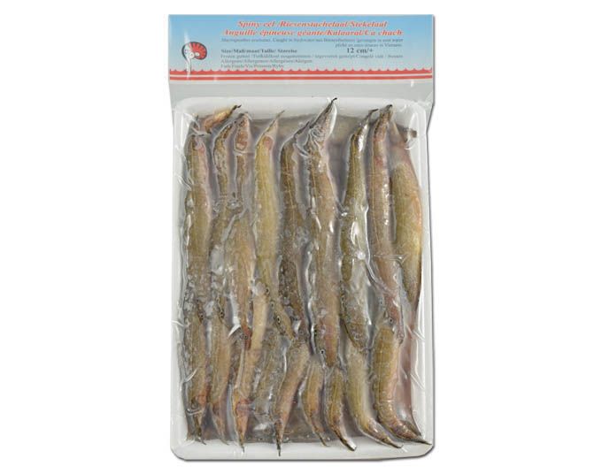 FROZEN ZIG ZAG EEL SPINY RAW WHOLE (12 CM+)